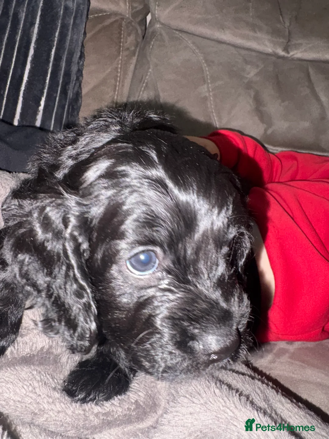 Mixed Breed dogs for sale: Beautiful Cavapoo puppies  - Advert 28