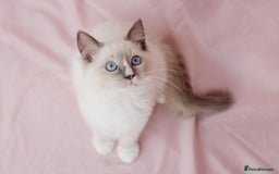 Ragdoll cats for sale: Super cuddly Ragdoll male kitten Ready now  - Image 1