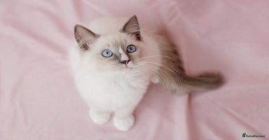 Ragdoll cats - Advert 7
