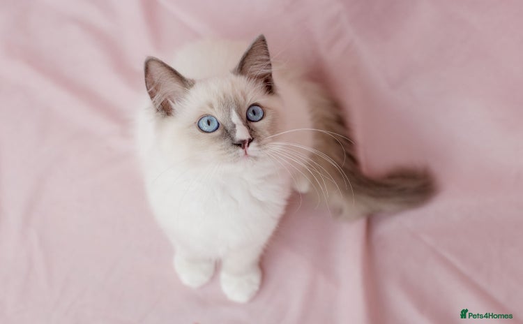 Ragdoll cats - Advert 11