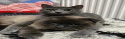 Scottish Fold cats for sale: Scottish fold and british shorthair for sale  in Bradford - Advert 9