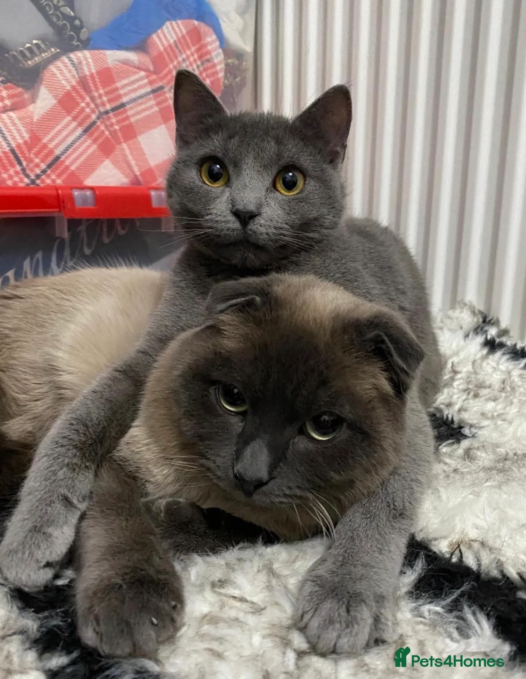 Scottish Fold cats for sale: Scottish fold and british shorthair for sale  in Bradford - Advert 9
