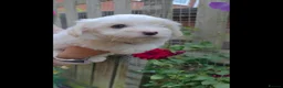 Coton De Tulear dogs for sale: Gorgeous Coton de Tulear puppies KC registered - Advert 13