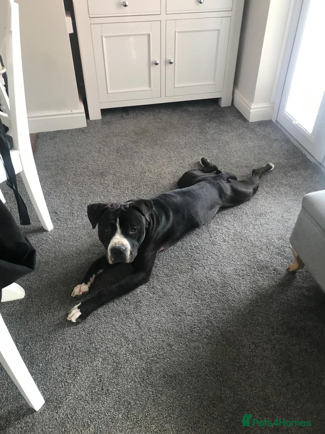 Staffordshire Bull Terrier dogs for sale: Staffordshire bull terriers for sale - Image 8