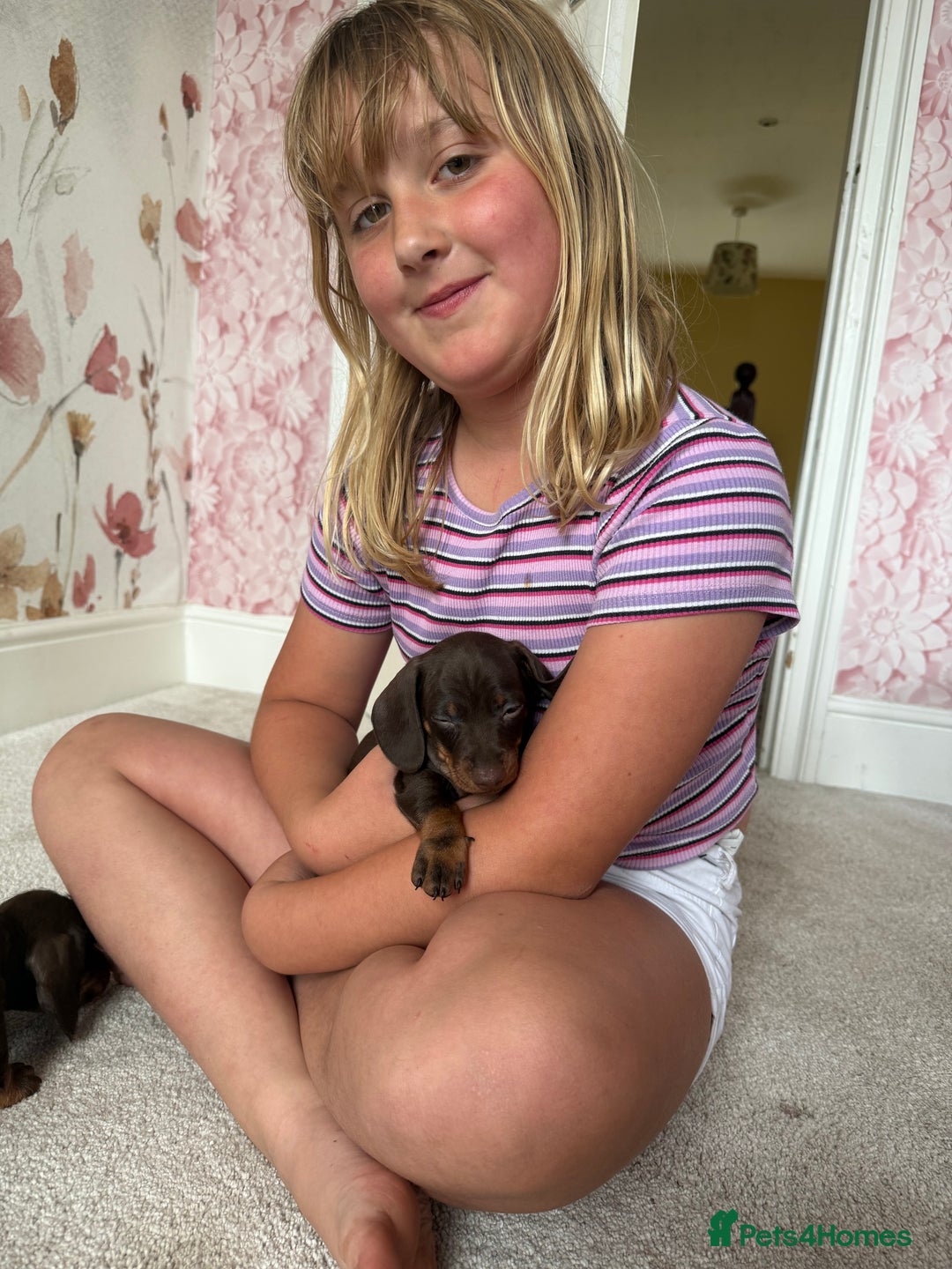 Miniature Dachshund dogs for sale: Quality miniature dachshund puppies  - Image 19