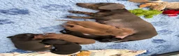 Dachshund dogs for sale: Miniature Smooth Haired Dachshunds  - Advert 1