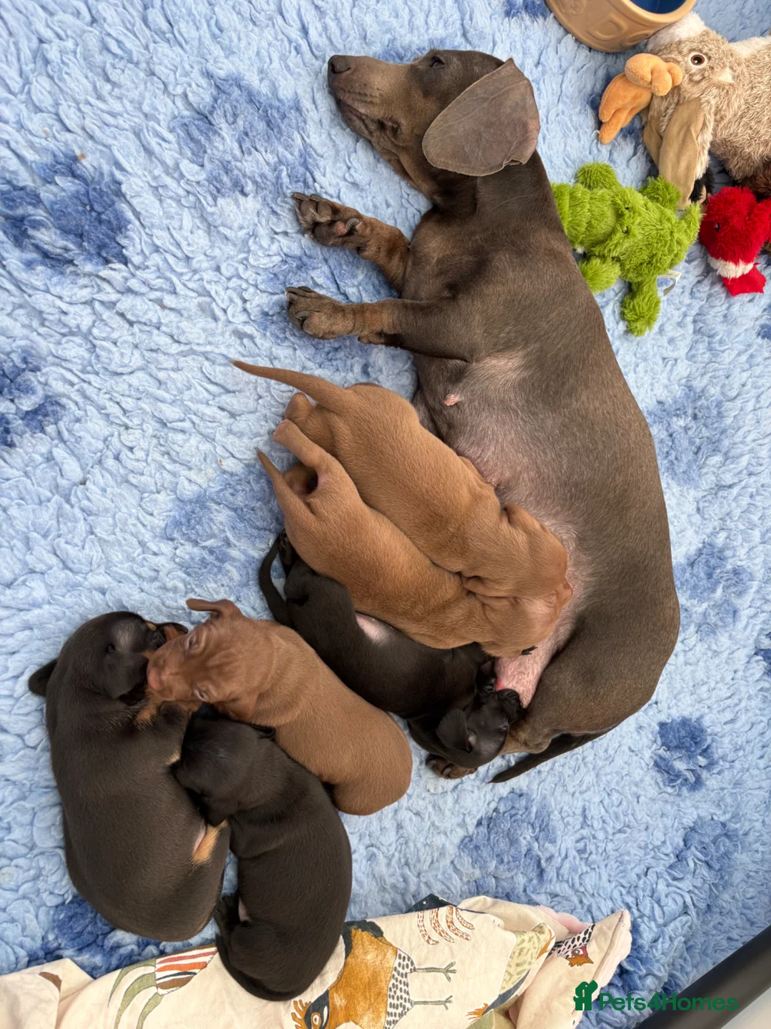 Dachshund dogs for sale: Miniature Smooth Haired Dachshunds  - Advert 1