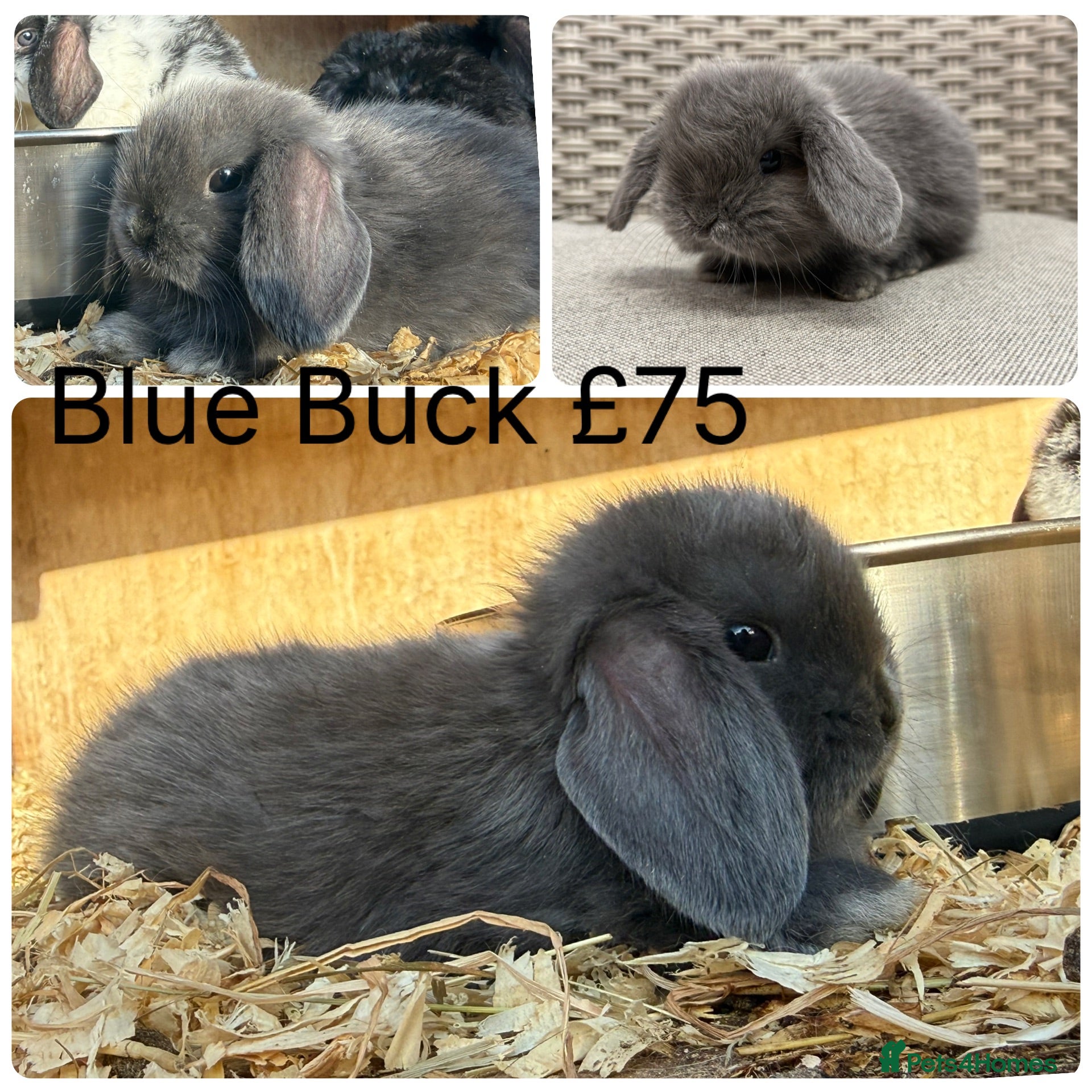 Mini Lop rabbits Friendly mini lops available  - Advert 9