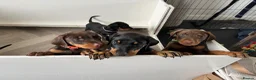 Dobermann dogs for sale: Doberman puppies for sale only 2boys left  - Advert 3