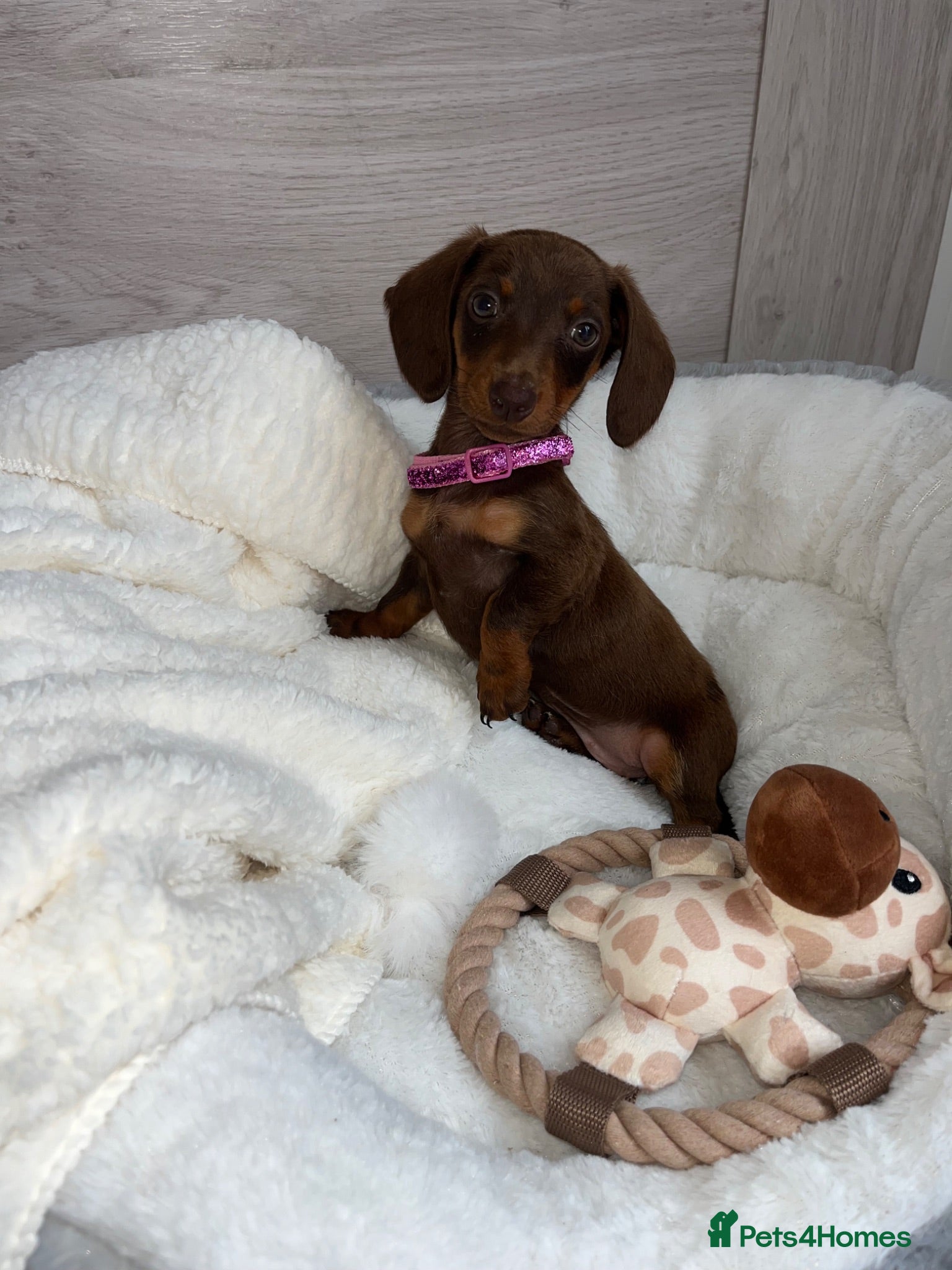 Miniature Dachshund dogs Miniature dachshunds - Advert 15