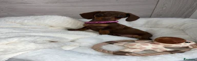 Miniature Dachshund 1