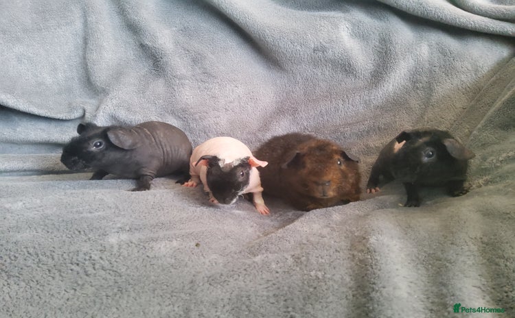 Guinea Pig rodents - Advert 7