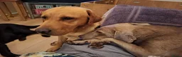 Labrador Retriever dogs for sale: Beautiful Black Labrador Pups - Advert 11