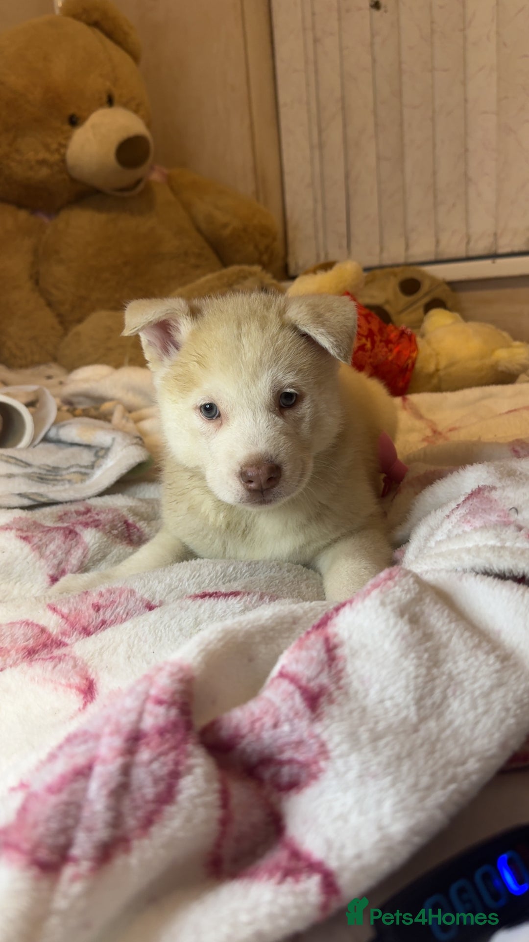 Siberian Husky dogs for sale: Siberian husky  - Advert 37