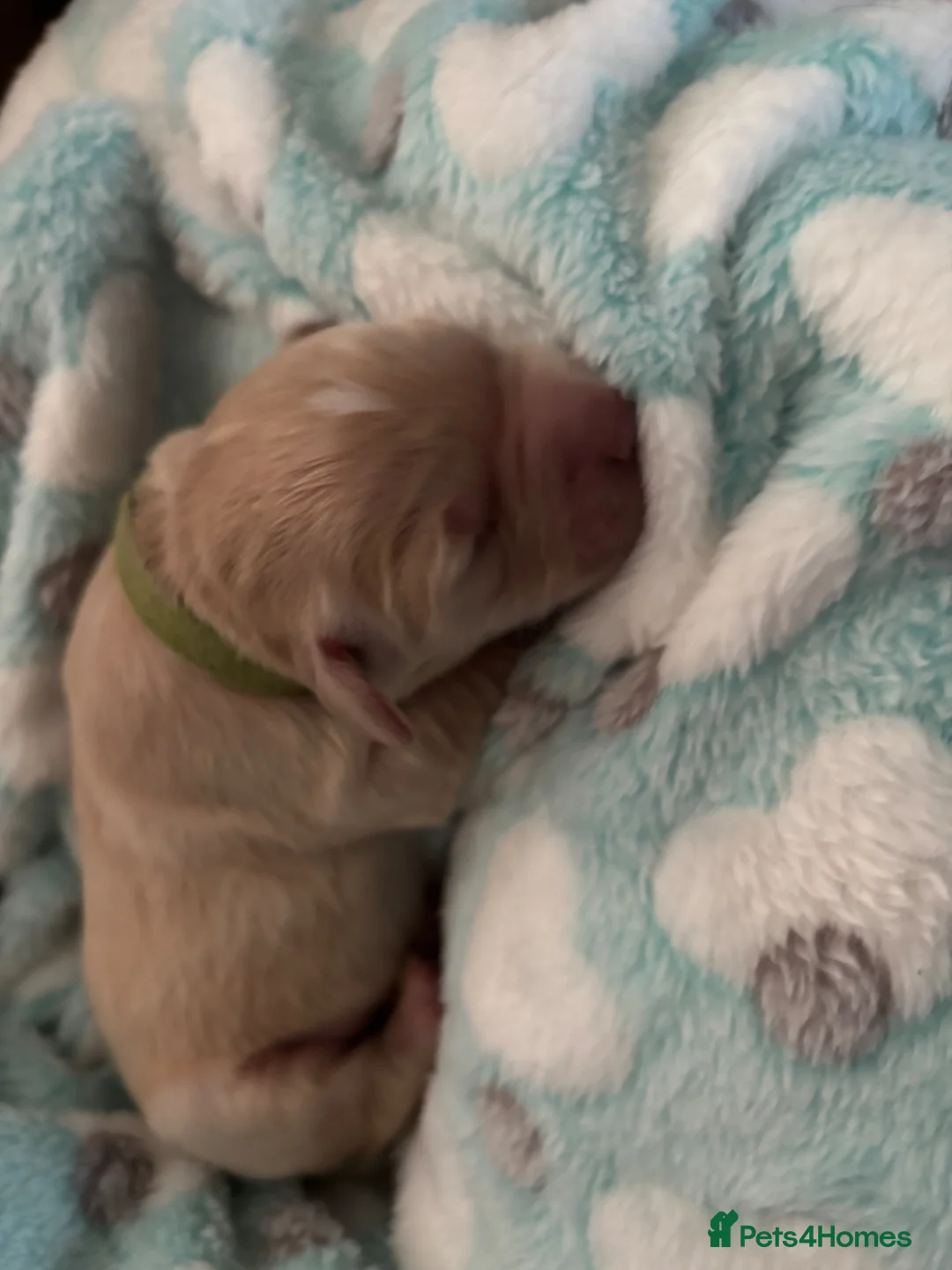 Golden Retriever dogs for sale: Golden retriever puppies  in Neath - Advert 8