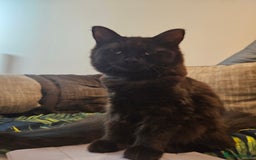 Ragdoll cats for sale: Brother & Sister 8month Ragdoll kittens for Home - Advert 14