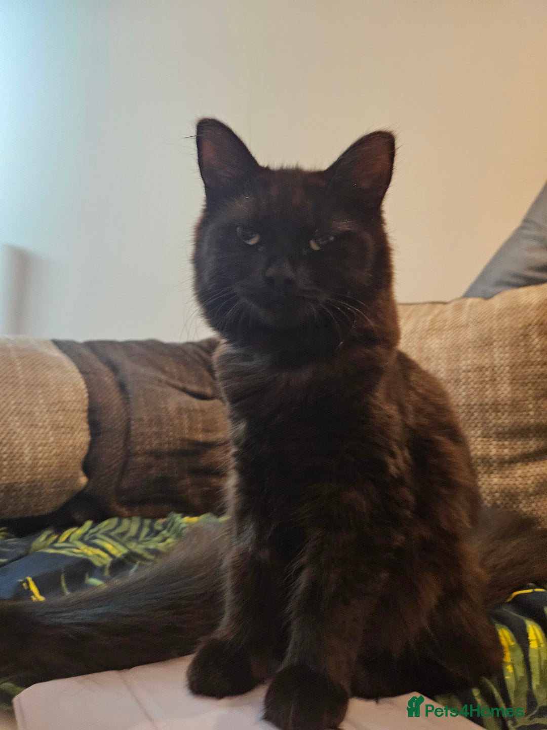 Ragdoll cats for sale: Brother & Sister 8month Ragdoll kittens for Home - Advert 14