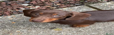 Miniature Dachshund Girl Ruby