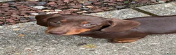 Dachshund dogs for sale:  LAST 3 Unique Dachshund Miniature KC Pups - Advert 4