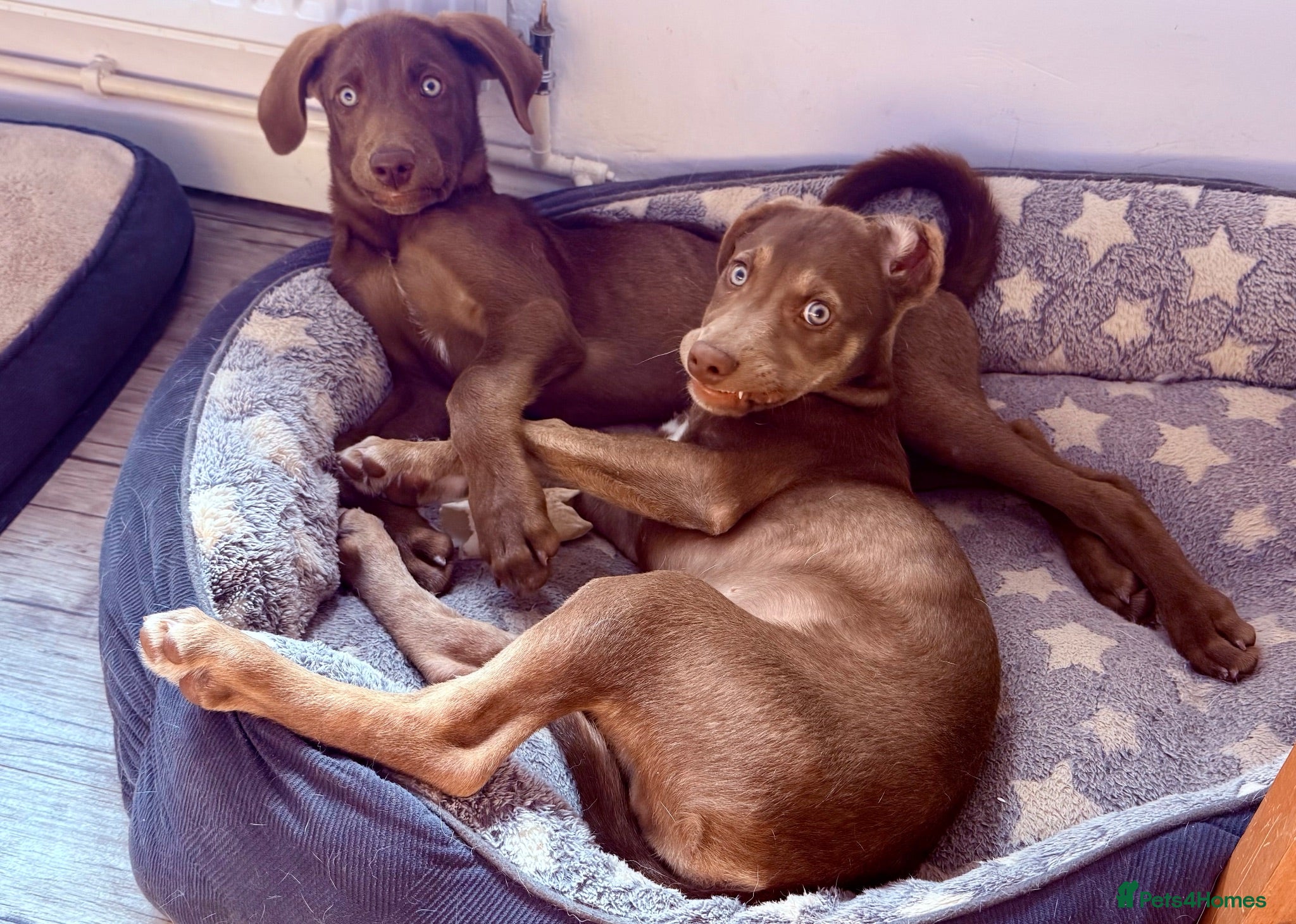 Mixed Breed dogs Waiting to Go -Stunning Husky Shepherd x Weim Boys - Advert 1