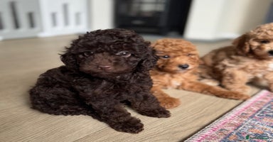 Cockapoo dogs - Advert 2
