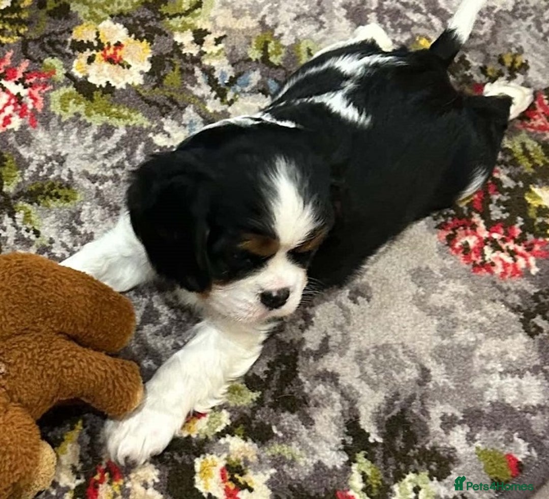 Cavalier King Charles Spaniel dogs for sale: Outstanding Cavalier King Charles Spaniel puppies - Advert 3
