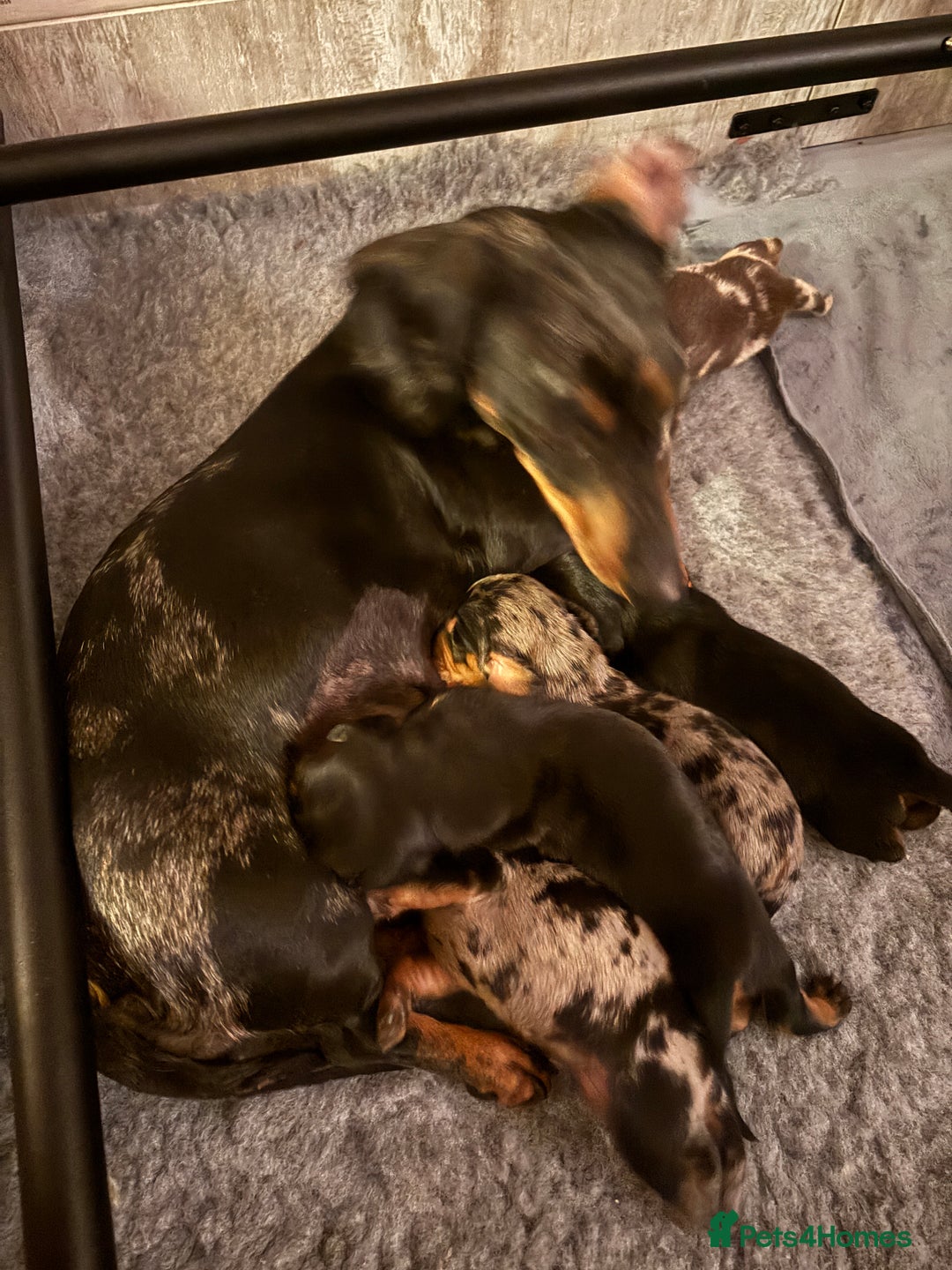 Miniature Dachshund dogs for sale: Stunning Miniature Dachsund pups available  - Image 17