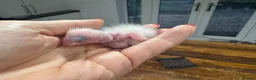 Parrots birds for sale: Hand Reared Yellow Thighed Caiques - Advert 9