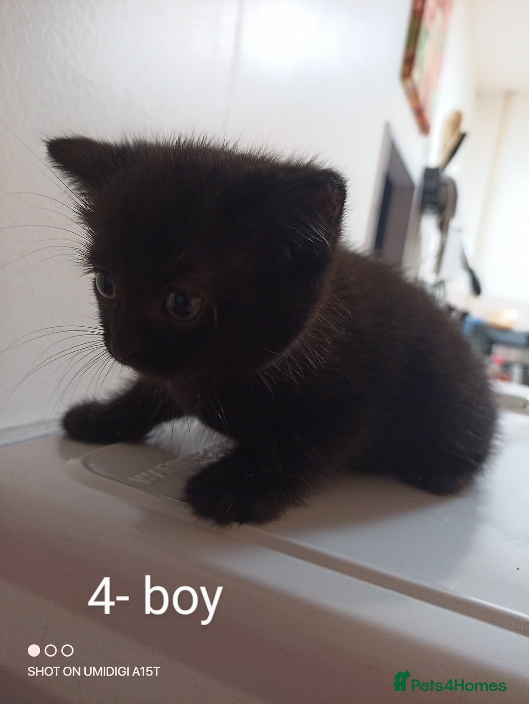 Mixed Breed cats for sale: Kittens  - Image 1