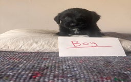 Bordoodle dogs for sale: Borderpoo - Image 8