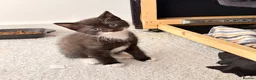 Domestic Shorthair cats for sale: 4 kittens for sale!  in Spalding - Advert 12