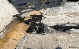 Labrador Retriever dogs for sale: Beautiful Labrador Puppies (3 boys 2 girls) in Wishaw - Image 14