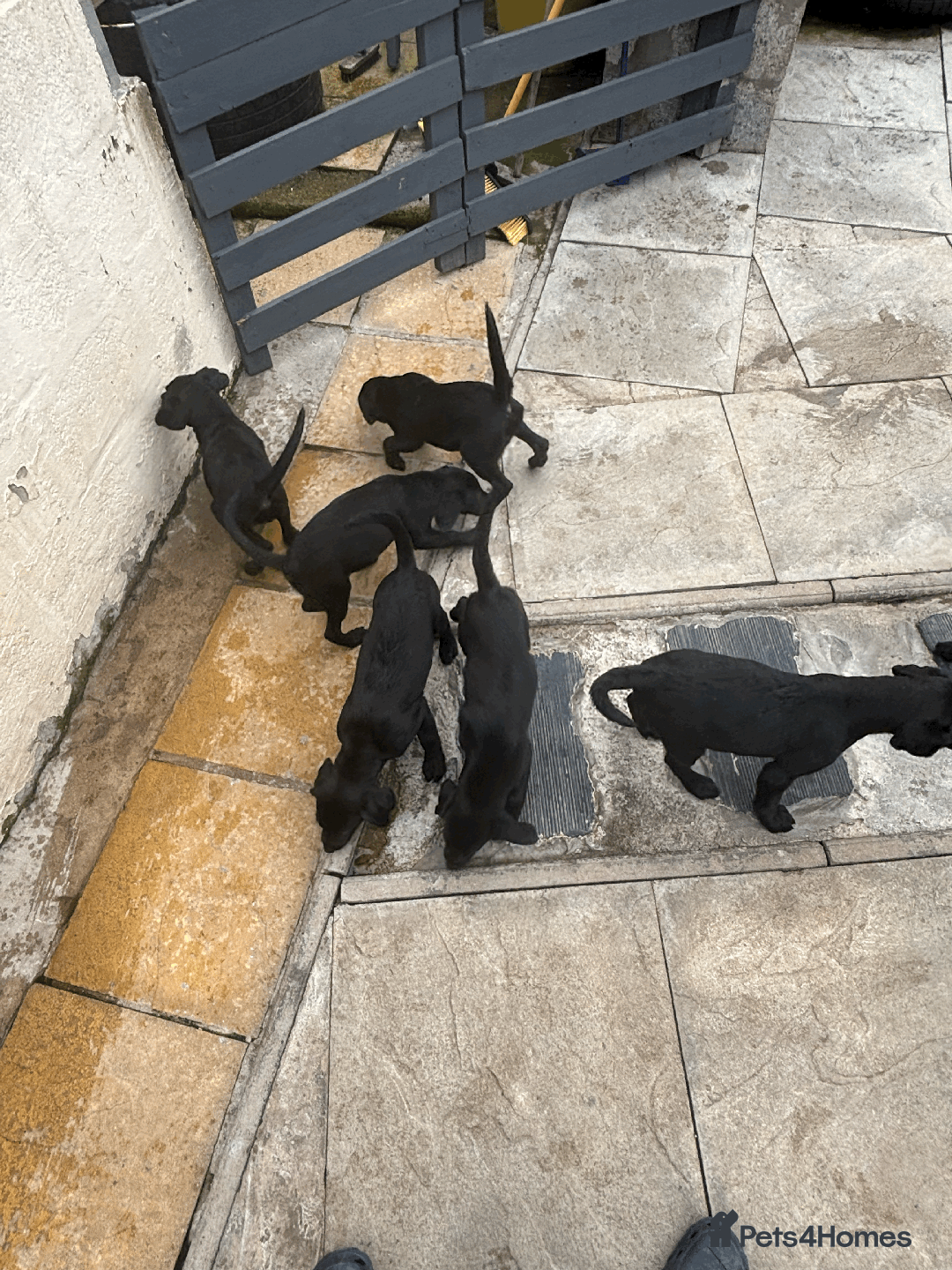 Labrador Retriever dogs for sale: Beautiful Labrador Puppies (3 boys 2 girls) in Wishaw - Image 14