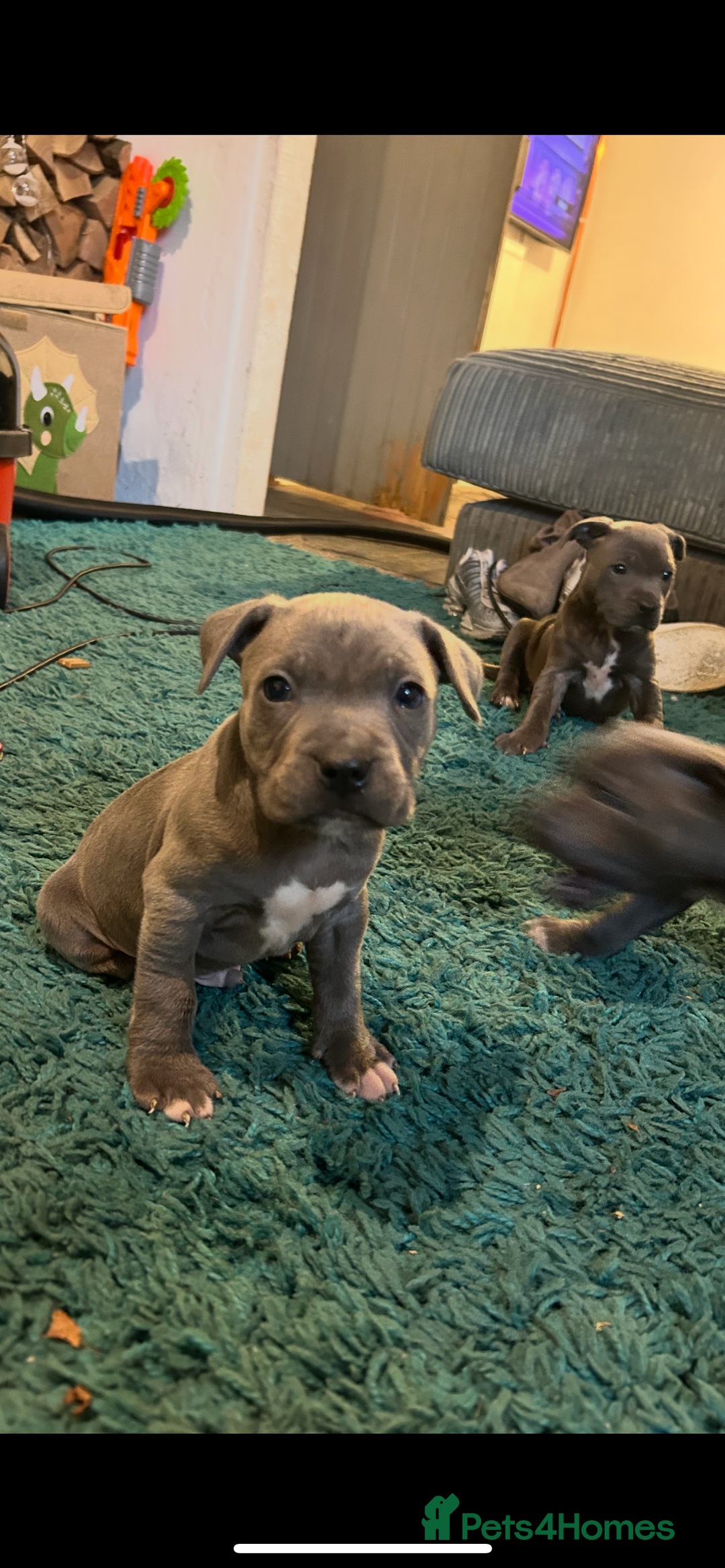 Staffordshire Bull Terrier dogs for sale: Blue kc registered staff puppies - Advert 10