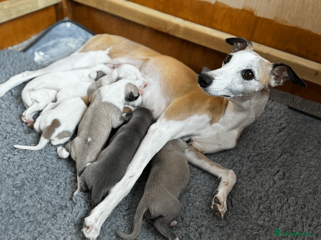 Whippet dogs for sale: KC Registered Small Whippet Puppies  - Advert 19