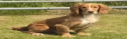 Cocker Spaniel dogs for sale: Cocker spaniel puppies - Advert 4