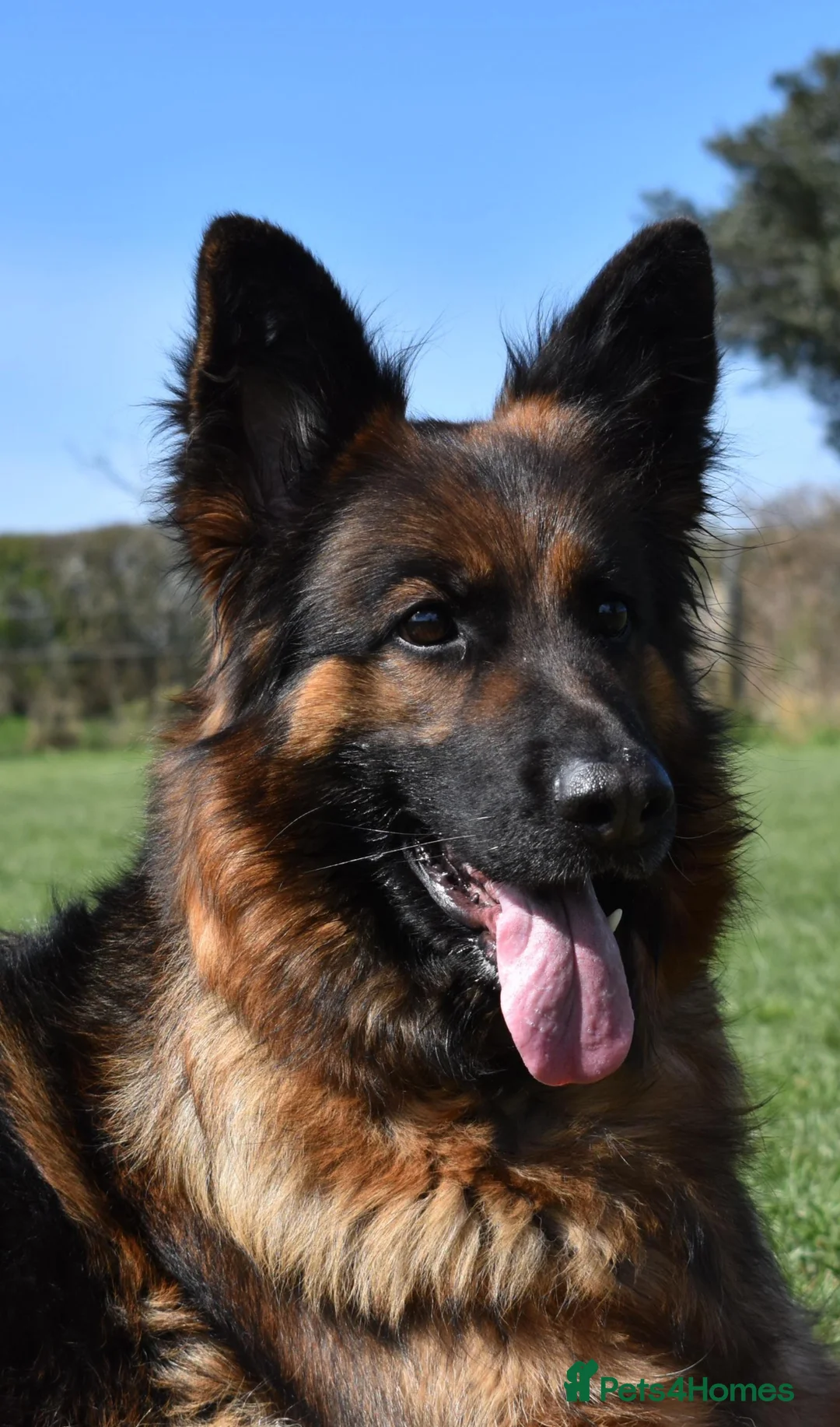 German Shepherd dogs for sale: KC  reg German shepherd Puppies  - Advert 1