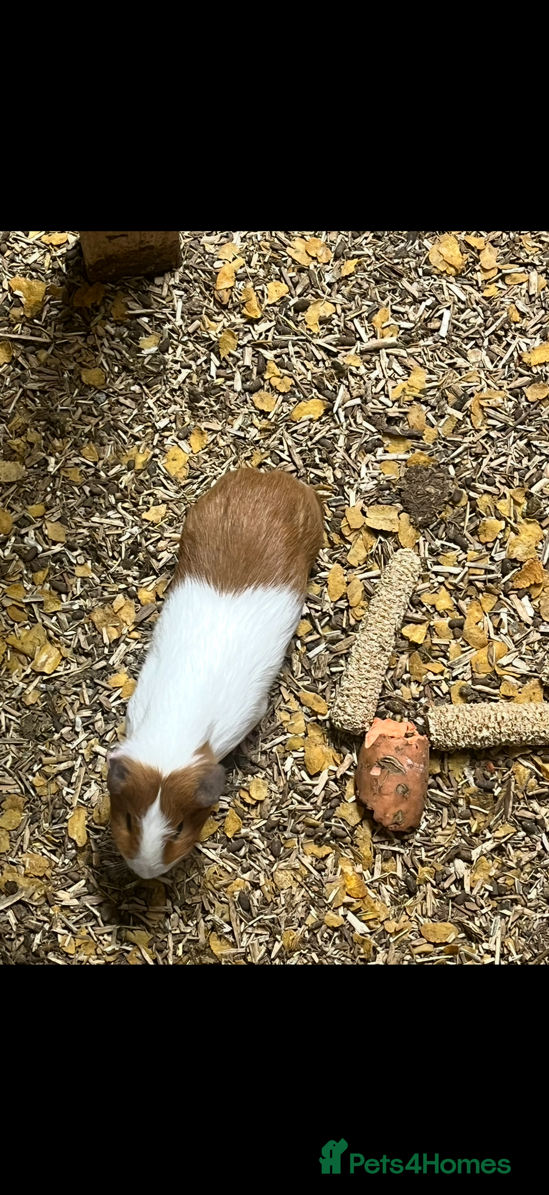 Guinea Pig rodents for sale: Guinea pigs 🐹 - Advert 7
