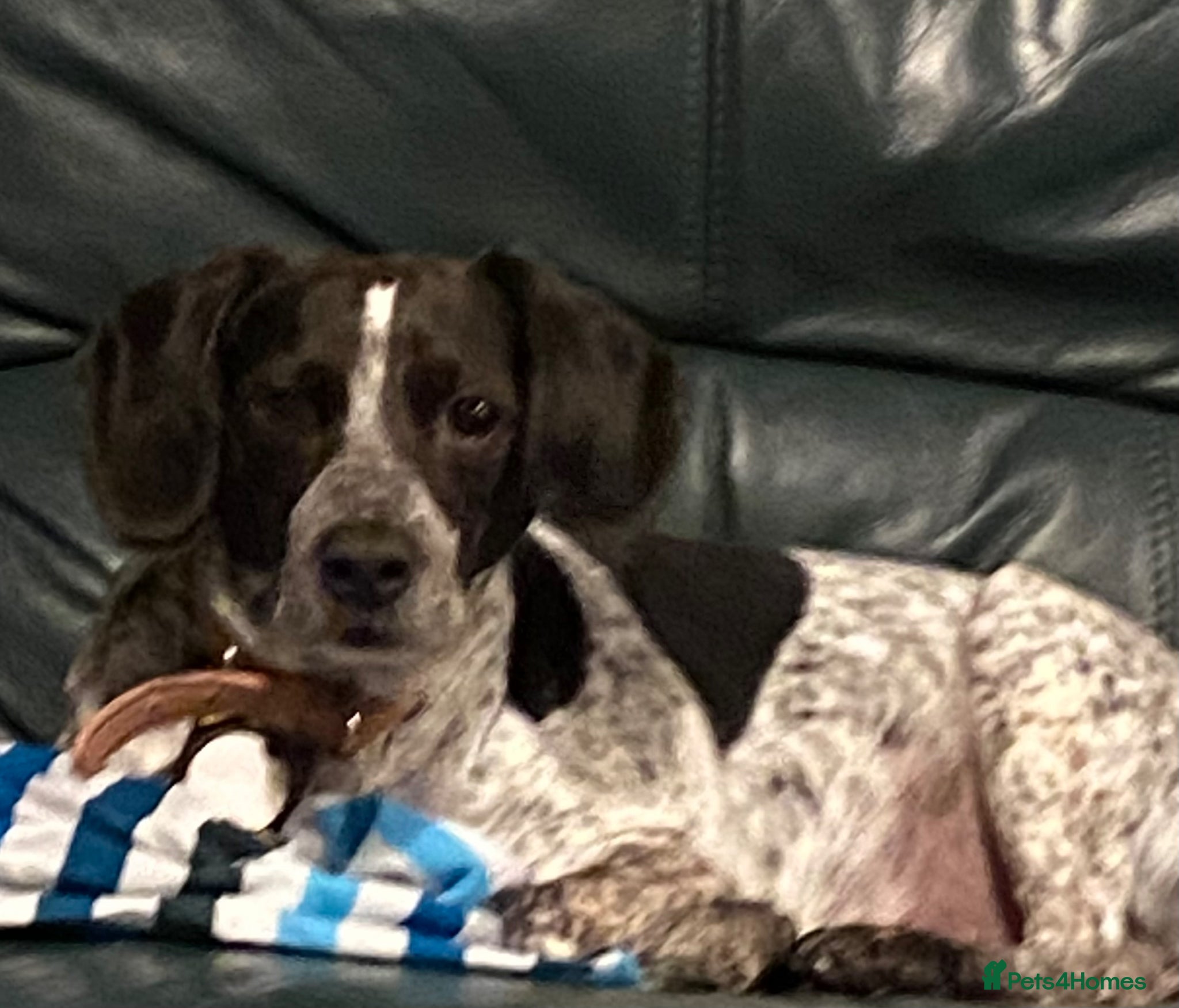 Mixed Breed dogs Springer spaniel x Paterdale  - Advert 4