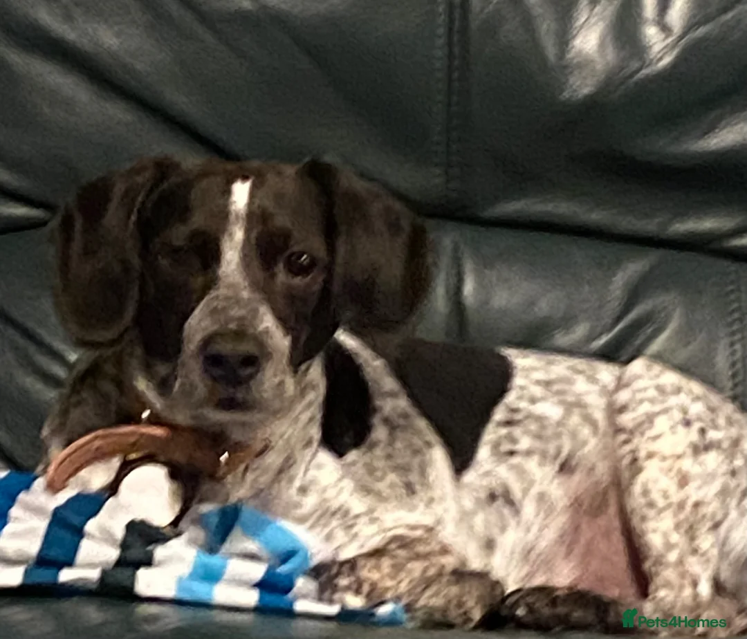 Mixed Breed dogs for sale: Springer spaniel x Paterdale  - Advert 1