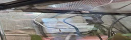Gecko reptiles for sale: Mourning geckos and enclosure  - Advert 7