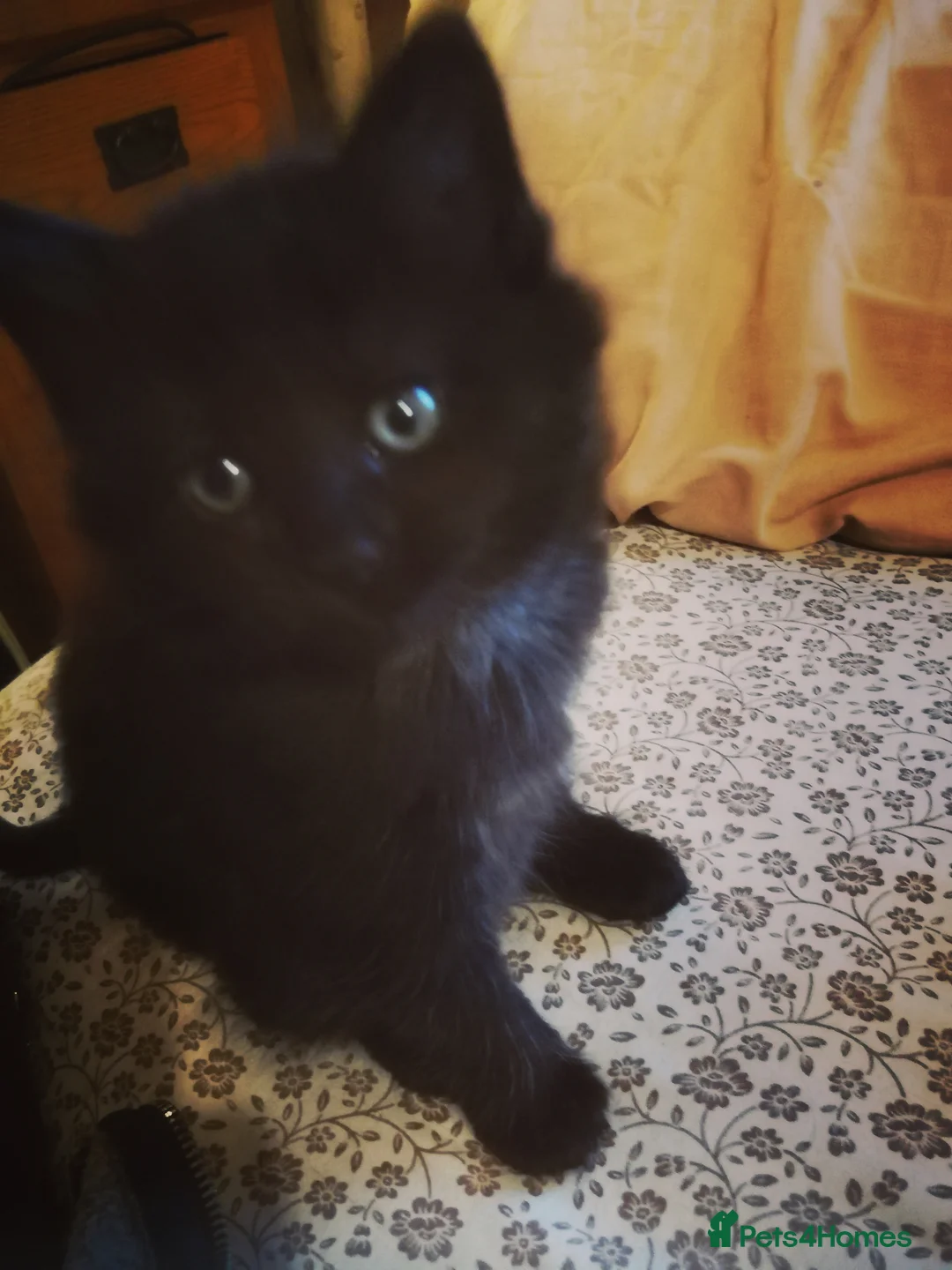British Longhair cats for sale: Kittens  in Farnham - Advert 4