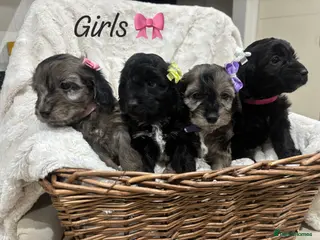 Cockapoo dogs F1 Cockapoo Puppies 4 Girls 2 Boys Available - Advert 13