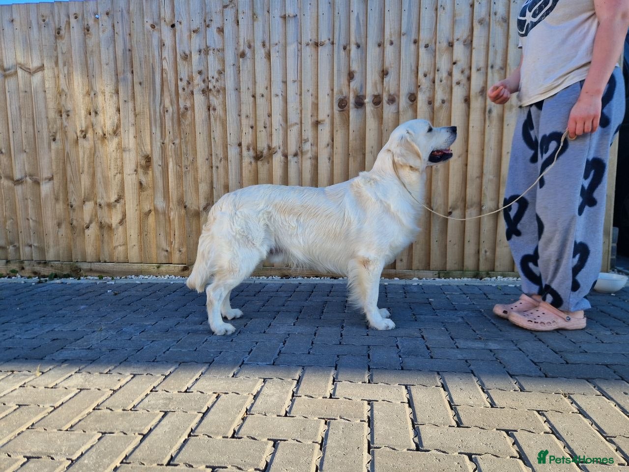 Golden Retriever dogs Proven KC Registered cream male - Advert 16