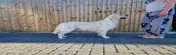 Golden Retriever dogs for stud: Proven KC Registered cream male - Advert 1