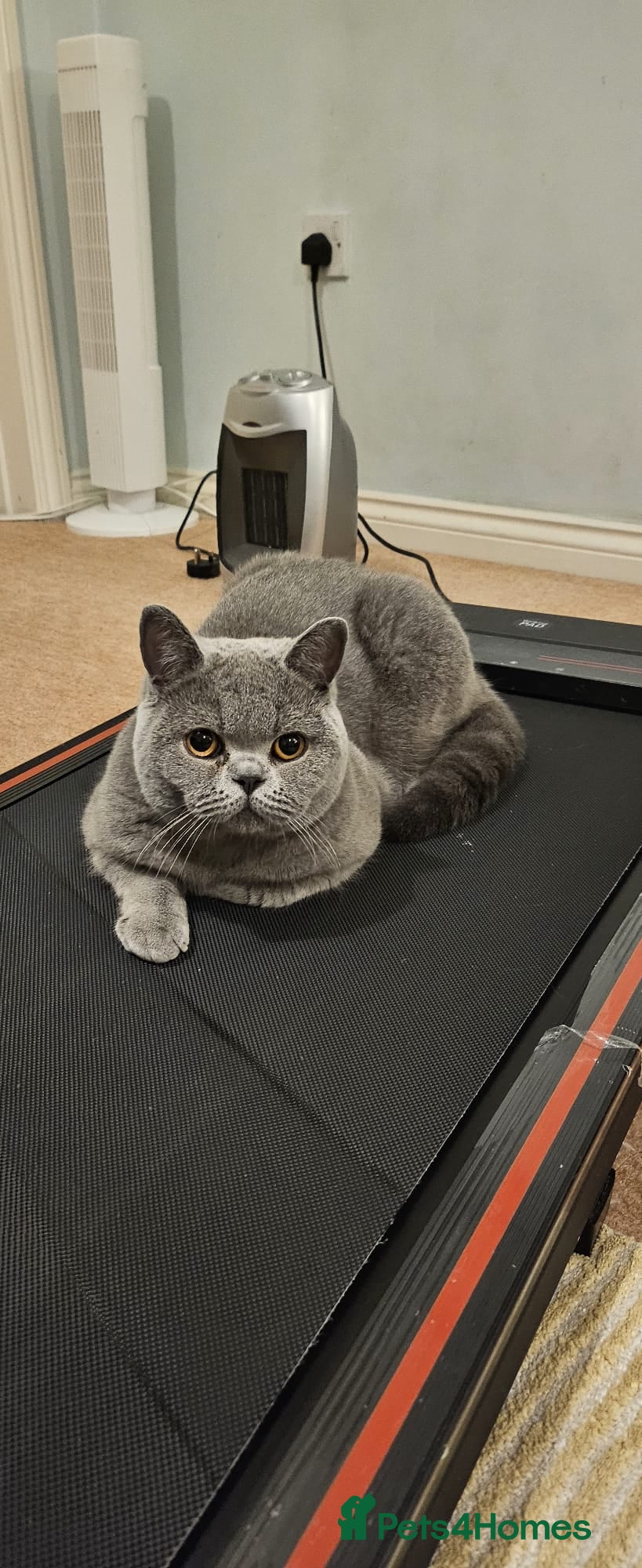 British Shorthair cats for sale: Beautiful 1‑Year‑Old British Shorthair  in Gloucester - Advert 2