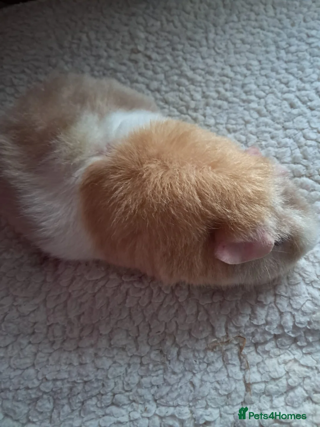 Guinea Pig rodents for sale: BEAUTIFUL PURE BABY BOY CALIFORNIANS AND TEDDIES. - Advert 9