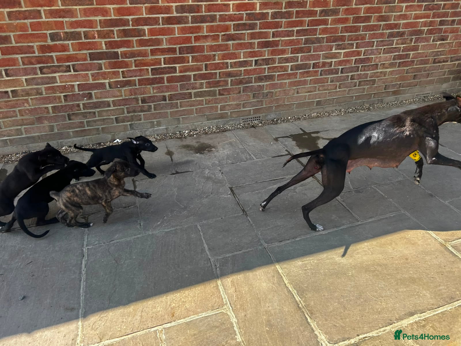 Whippet dogs Whippet puppies for sale - Advert 7