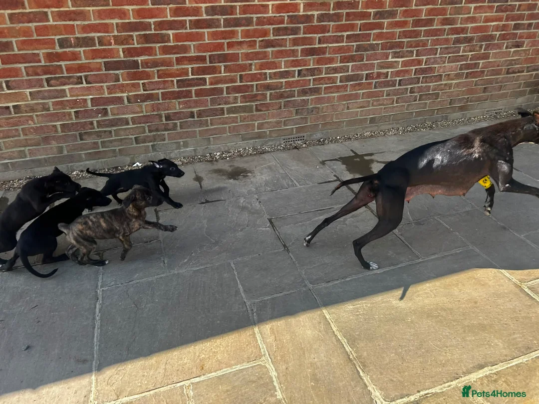 Whippet dogs for sale: Whippet puppies for sale - Advert 1