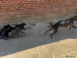 Whippet dogs Whippet puppies for sale - Advert 4